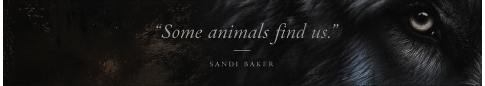 A banner with a black wolf showing one eye looking at the viewer, there is text tht says 'some animals find us' - sandi baker